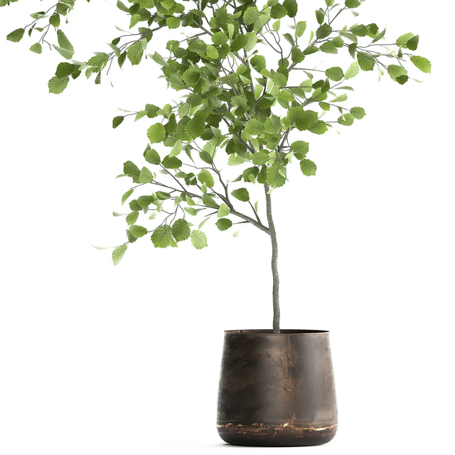 Decorative small Linden tree, Hazel in a rusty metal pot. Set 953. — Descargar