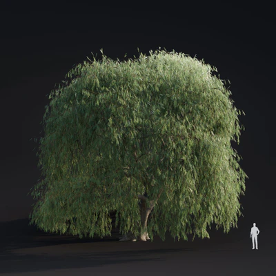 020 willow weeping — Скачать