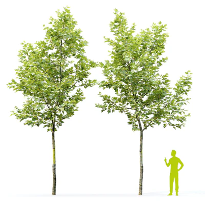 Sycamore / Platanus #22 — Ver 7
