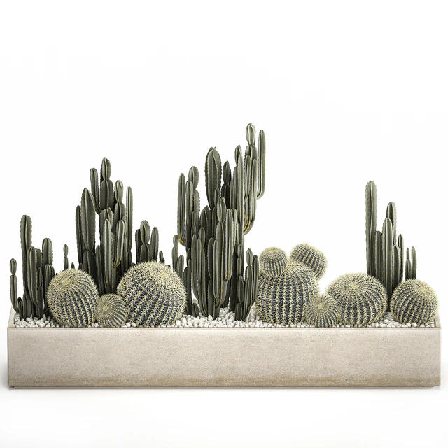 Collection of desert plants in a vase of cacti, cereus and echinocactus, barrel cactus. Set 1097. — Descargar