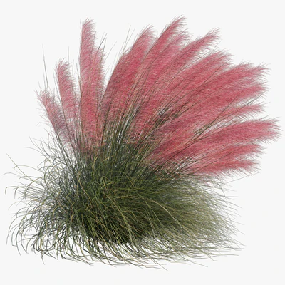Muhlenbergia Capillaris - Pink Muhly Grass 04 — Вид 7
