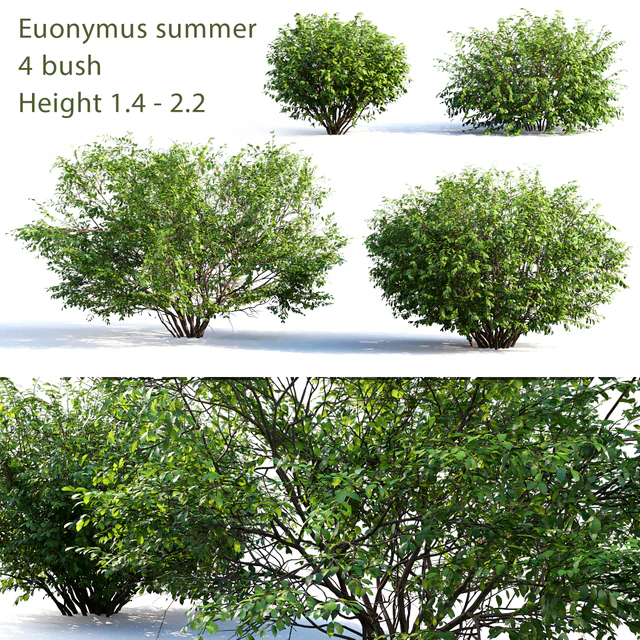 Euonymus # 4 (Summer) — Descargar