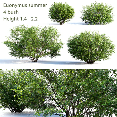 Euonymus # 4 (Summer) — Ver 1
