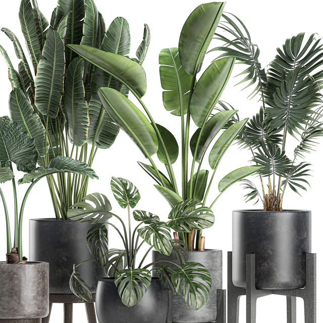 Collection of small beautiful plants in black pots on legs with Banana palm, strelitzia, monstera. Set 659. — Descargar
