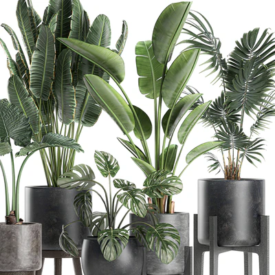 Collection of small beautiful plants in black pots on legs with Banana palm, strelitzia, monstera. Set 659. — Ver 4