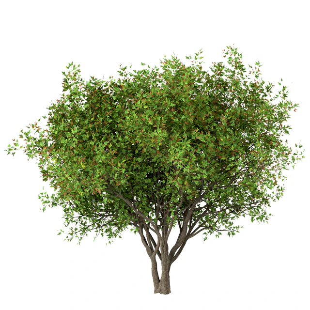 Set of Acer Ginnala Trees (Amur Maple) (4 Trees) — Скачать