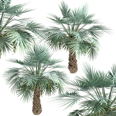 Set of Copernicia Palm Trees (Carnaubeira) (2 Trees) — Ver 5