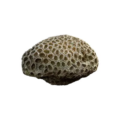 thai beach coral 004 — Descargar