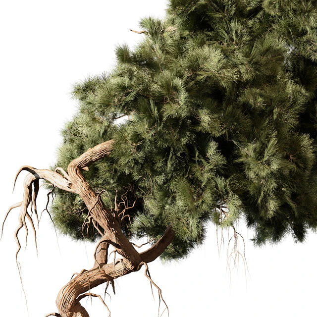 indoor Plant 246 — Descargar