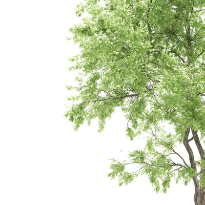 elder tree — Ver 4
