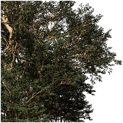 banyan tree — Вид 3