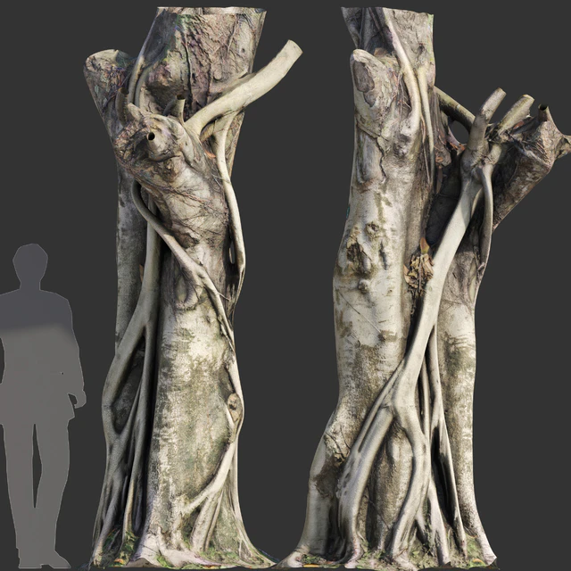 Ficus Tree Trunk 10 — Descargar