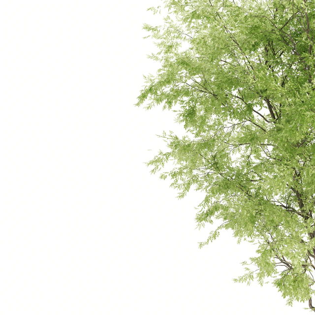 2 ashes tree — Descargar