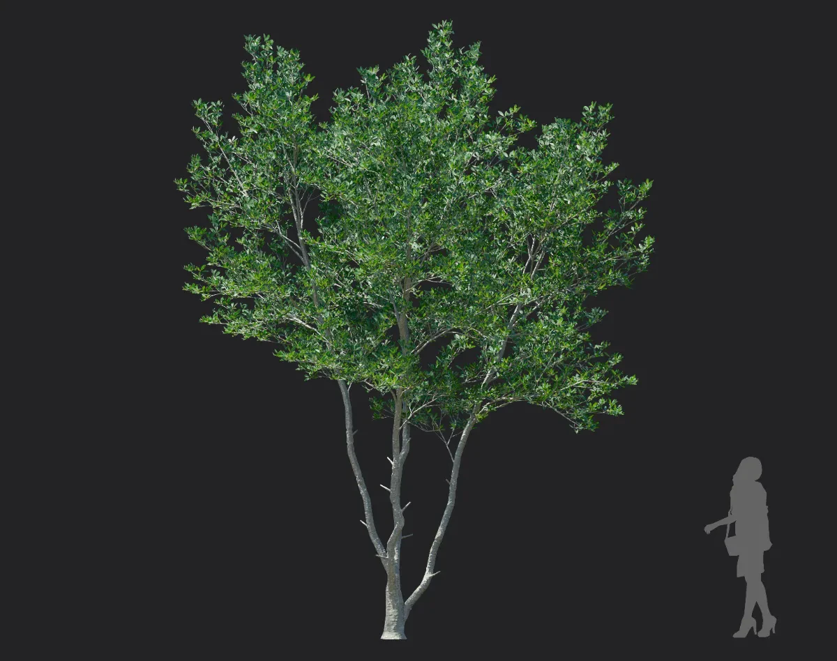 ternstroemia gymnanthera 006 — Descargar