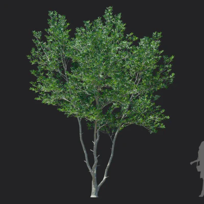 ternstroemia gymnanthera 006 — download