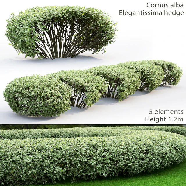 Derain white Elegantissima | Cornus Alba Elegantissima hedge # 1 — Descargar