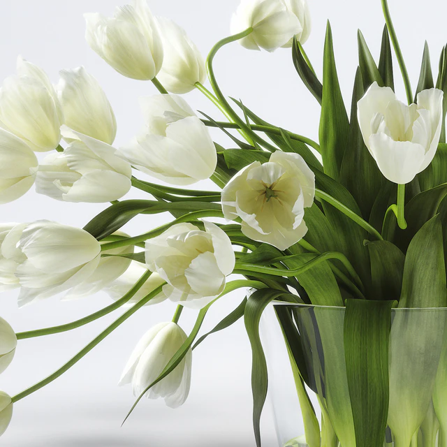 Tulips — Descargar