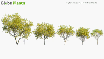 sophora microphylla — скачать