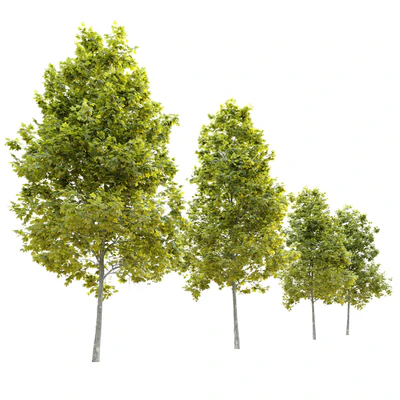 Acer platanoides Cleveland — Ver 5