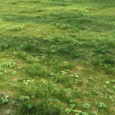 Spring grass set #1 — Ver 6