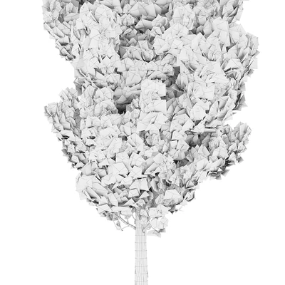 Pine — Ver 5