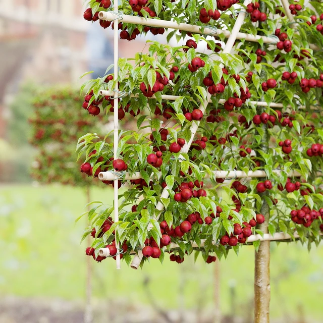 Apple tree on trellis | Malus fruit tree espalier — Descargar