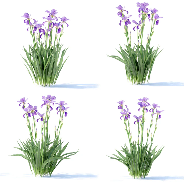Bearded Iris Flowers | Iris germanica — Descargar