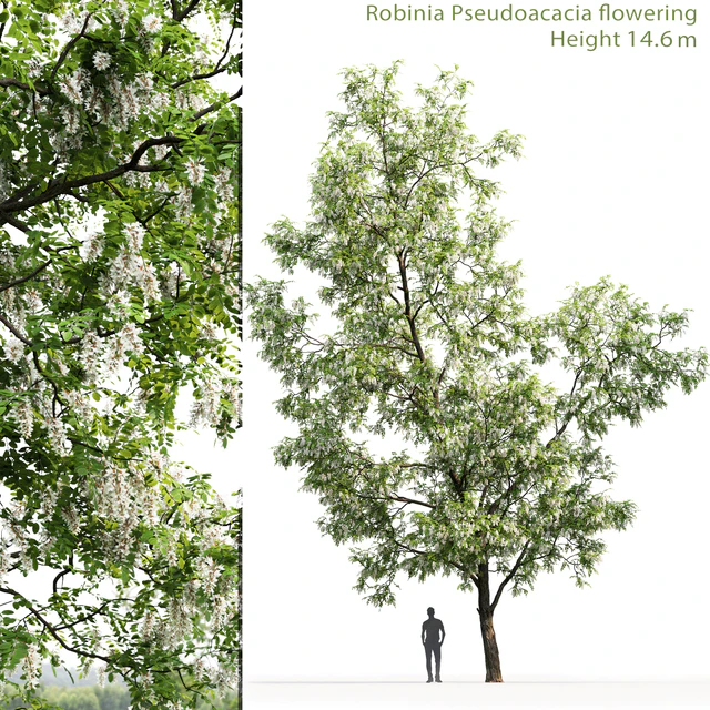 White Acacia | Robinia Pseudoacacia # 3 (14.6m) — Descargar