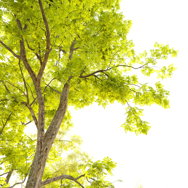 Two locust tree — Скачать
