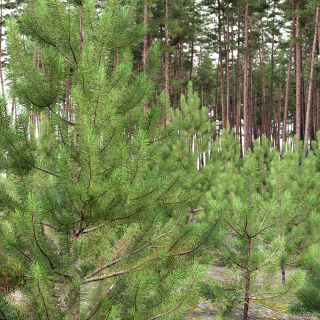 Pine — Descargar