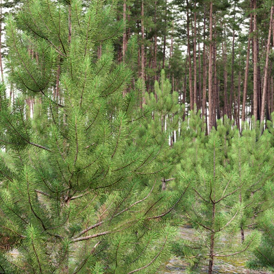 Pine — Ver 3