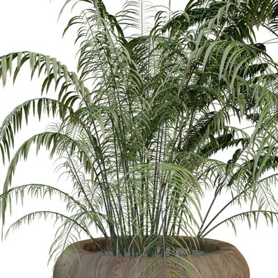 green plant in box 269 — Вид 6