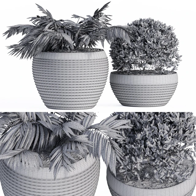 Outdoor Plants Black Pot — Скачать