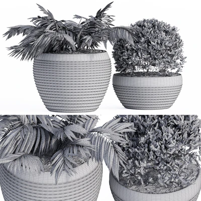 Outdoor Plants Black Pot — Вид 2
