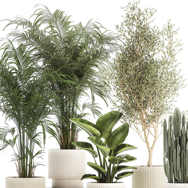 Collection of plants in modern white pots with small indoor lush palm trees Howea, olive tree, cactus, strelitzia. Set 1368. — Descargar