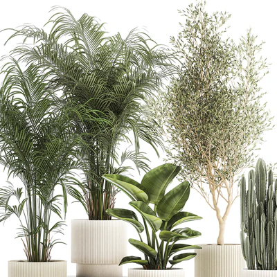 Collection of plants in modern white pots with small indoor lush palm trees Howea, olive tree, cactus, strelitzia. Set 1368. — Ver 6