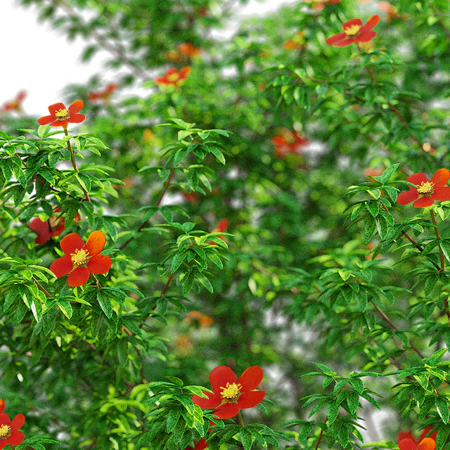 Лапчатка кустарниковая красная | Potentilla fruticosa — Скачать