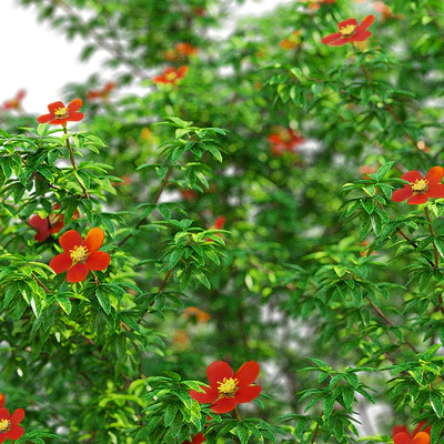 Лапчатка кустарниковая красная | Potentilla fruticosa — Вид 7
