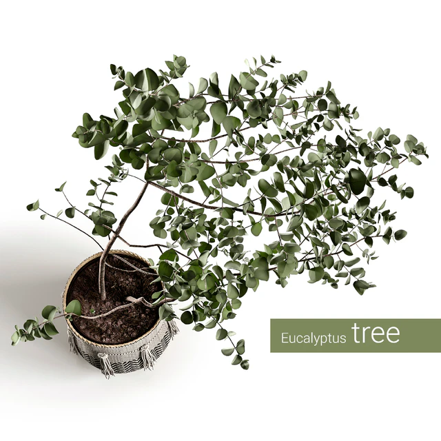 Eucalyptus tree — Descargar