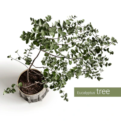 Eucalyptus tree — Ver 4