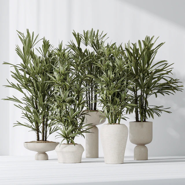 Dracaena Warneckii Lemon and Rhapis Excelsa vases — Скачать