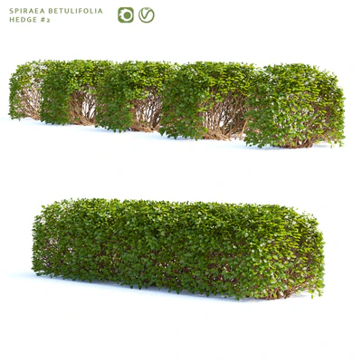 Spirea birch-leaved Hedge | Spiraea betulifolia # 2 — Ver 1