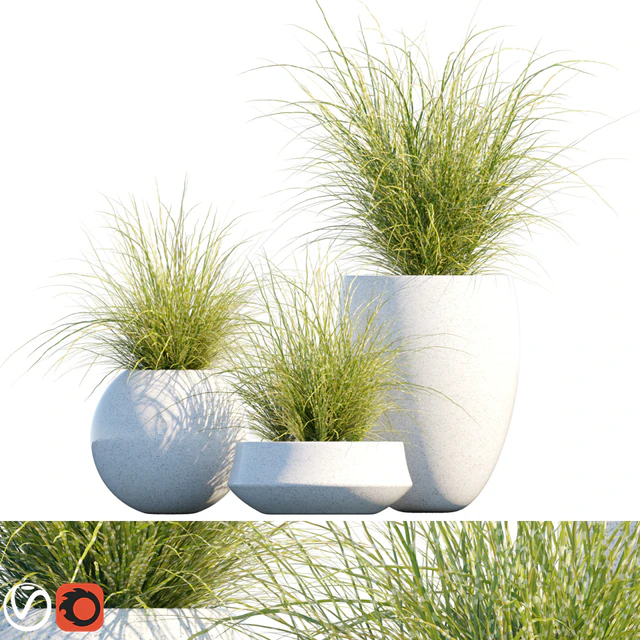 Plant in pots # 16: Miscanthus mood — Descargar