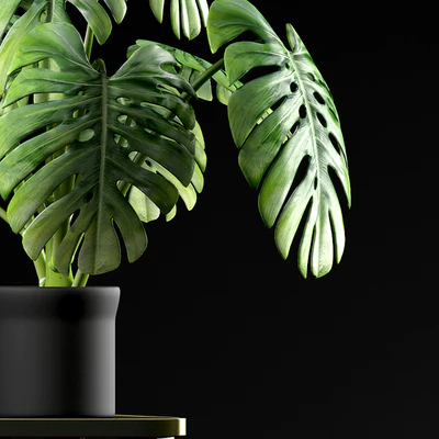 Monstera Plants 50 — Ver 2