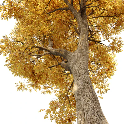 Alnus glutinosa (black alder) — Вид 3