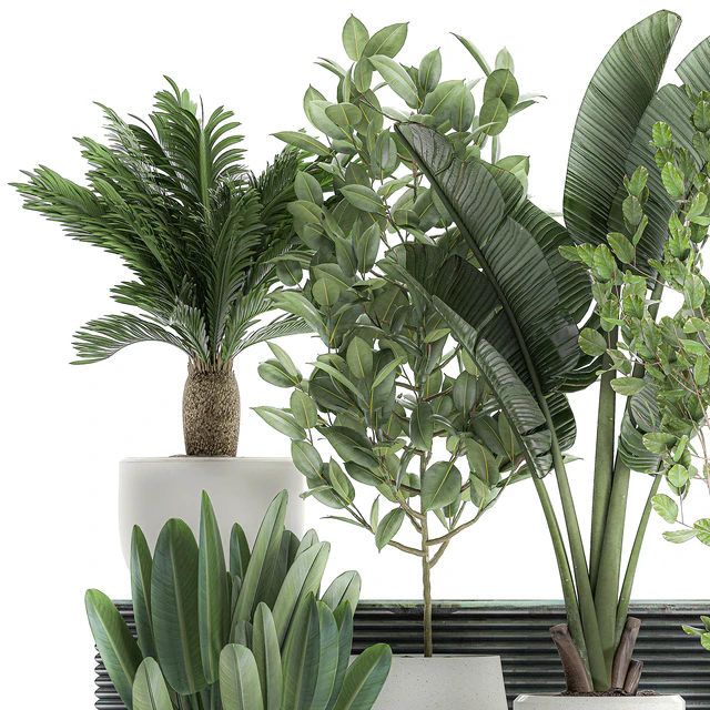 Collection of plants in white pots with a tree, Strelitzia, Cicada, banana palm, ficus. Set 626. — Descargar