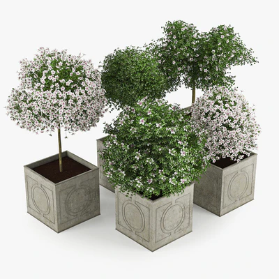 Hibiscus White — Вид 3
