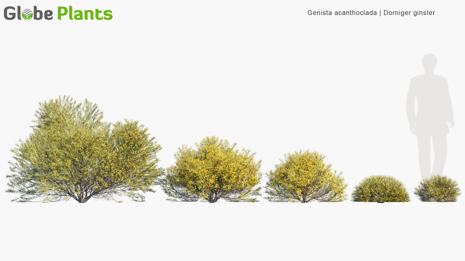 genista acanthoclada — Download