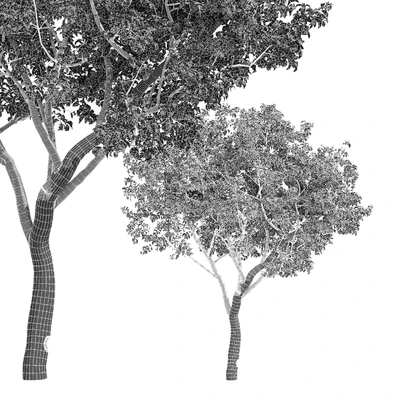 fruit trees-orange — Вид 3