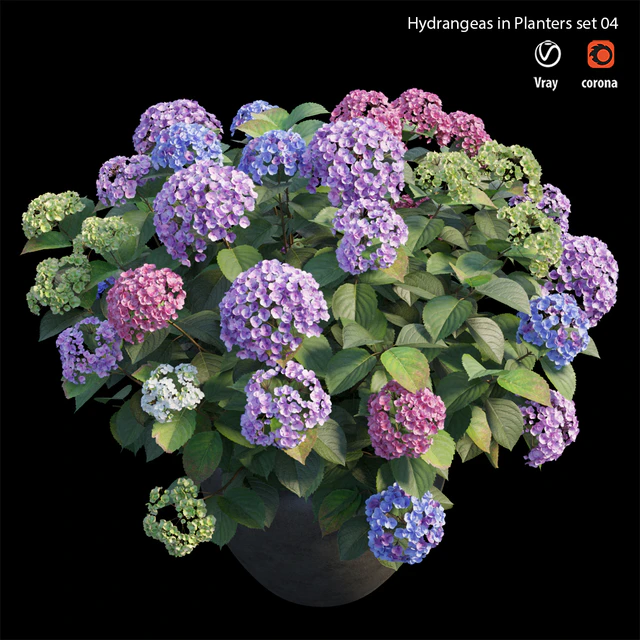 Hydrangea in planters set 04 — Descargar
